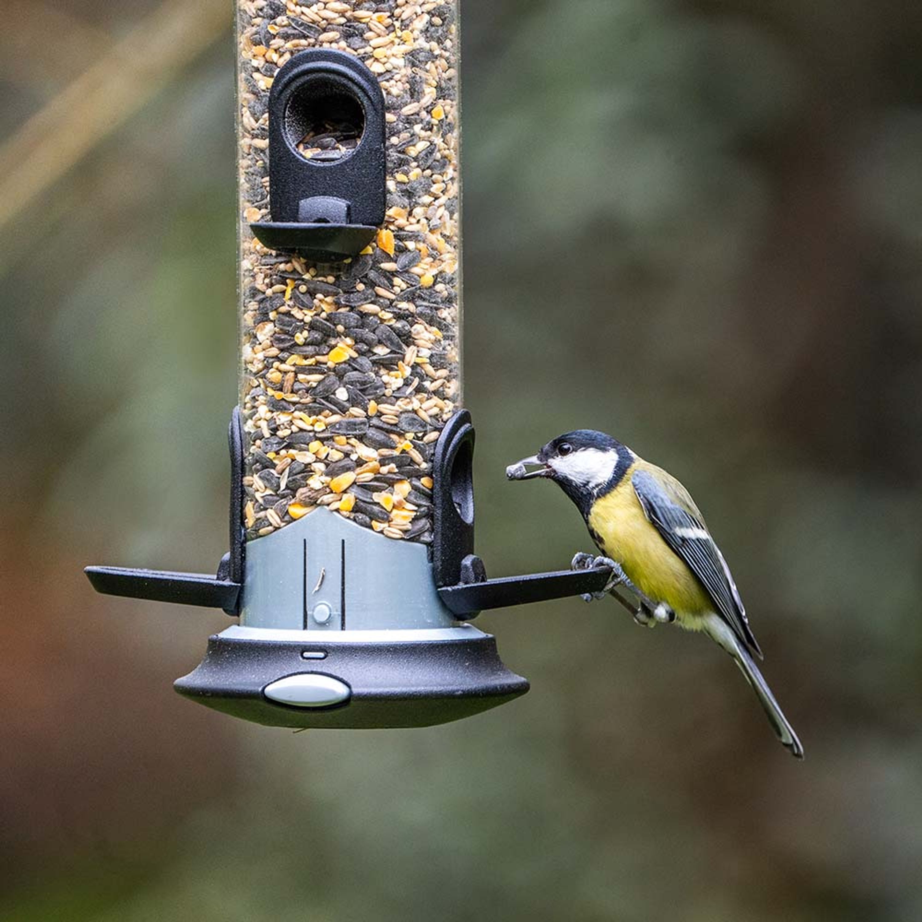 Green+ Premium Streufutter 2,5kg (biologischer Anbau) | Vogelfutter | CJ Wildlife